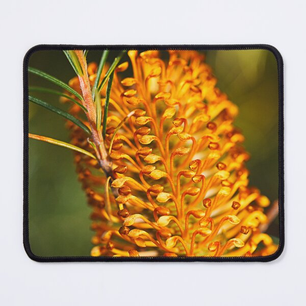 Item preview, Australian Banksia Flowering designed and sold by Joy Watson - Natural Light Photography .