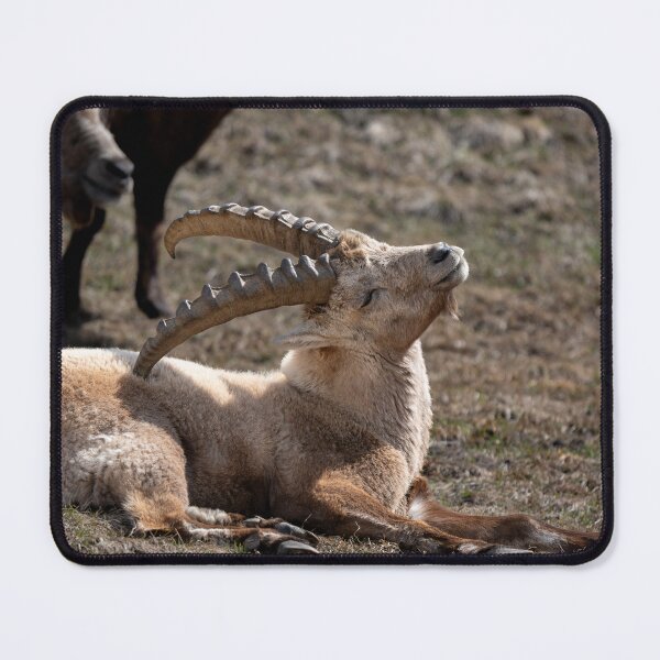 Item preview, Alpine ibex designed and sold by sandrosprecher.