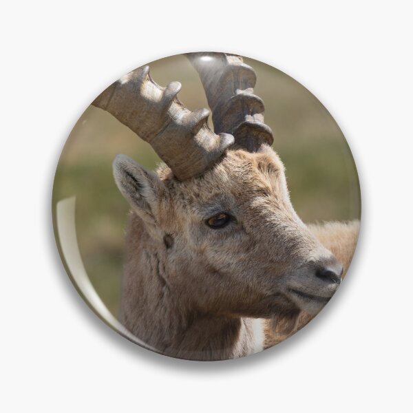 Item preview, Alpine ibex designed and sold by sandrosprecher.