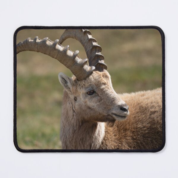 Item preview, Alpine ibex designed and sold by sandrosprecher.