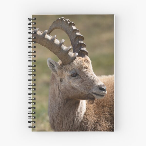 Item preview, Alpine ibex designed and sold by sandrosprecher.