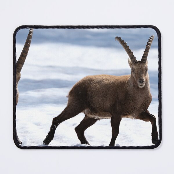 Item preview, Alpine ibex designed and sold by sandrosprecher.