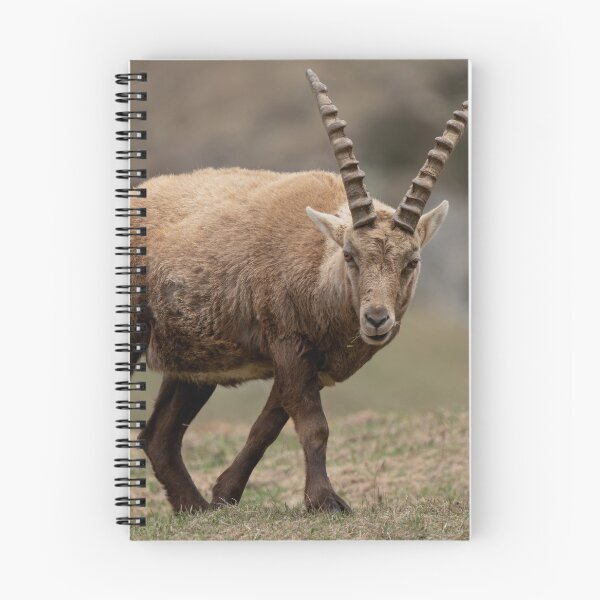 Item preview, Alpine ibex designed and sold by sandrosprecher.
