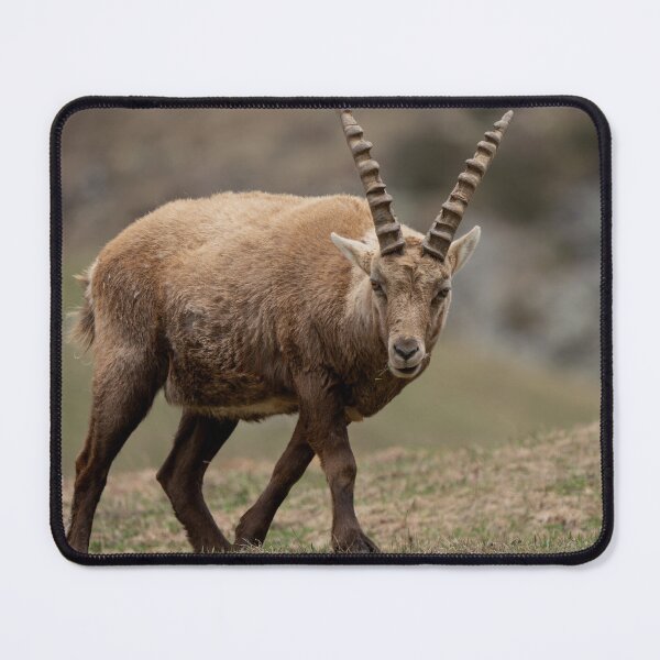 Item preview, Alpine ibex designed and sold by sandrosprecher.