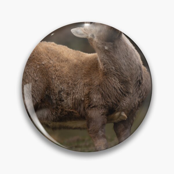 Item preview, Alpine ibex designed and sold by sandrosprecher.