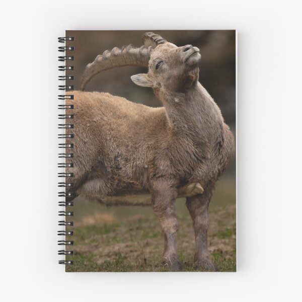 Item preview, Alpine ibex designed and sold by sandrosprecher.