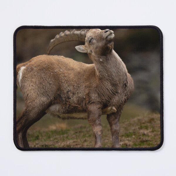 Item preview, Alpine ibex designed and sold by sandrosprecher.