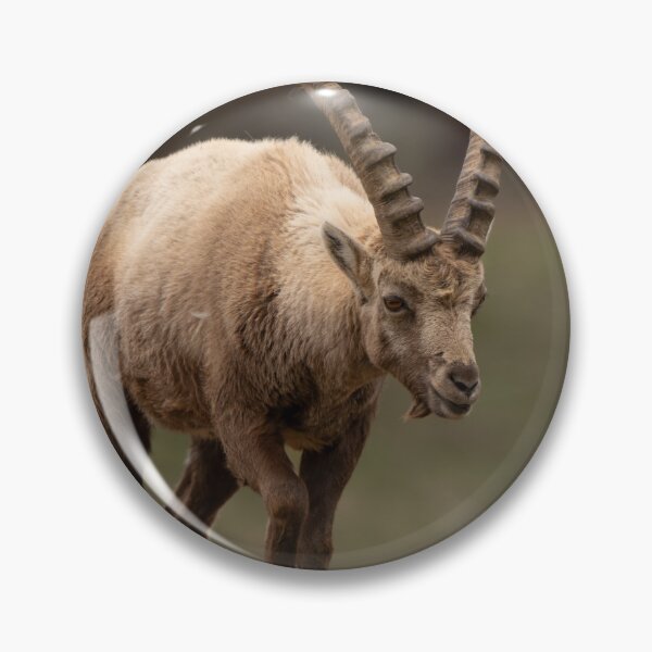 Item preview, Alpine ibex designed and sold by sandrosprecher.