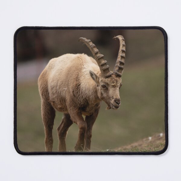 Item preview, Alpine ibex designed and sold by sandrosprecher.