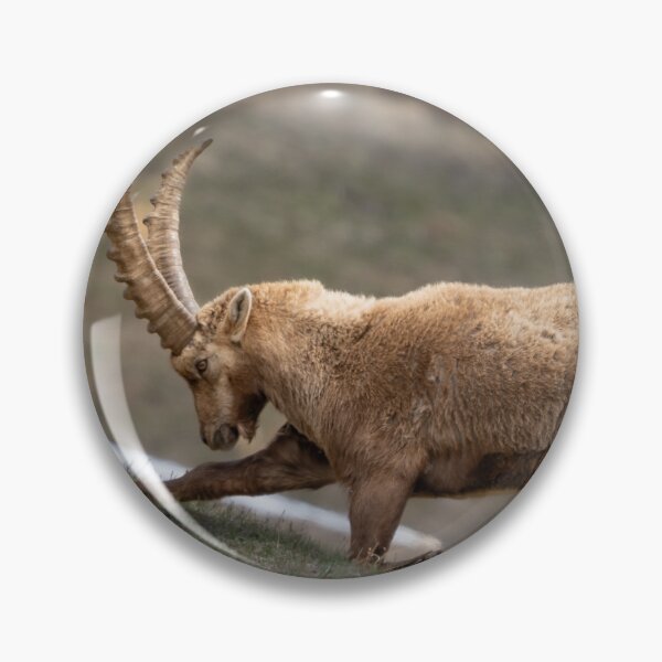 Item preview, Alpine ibex stretching designed and sold by sandrosprecher.