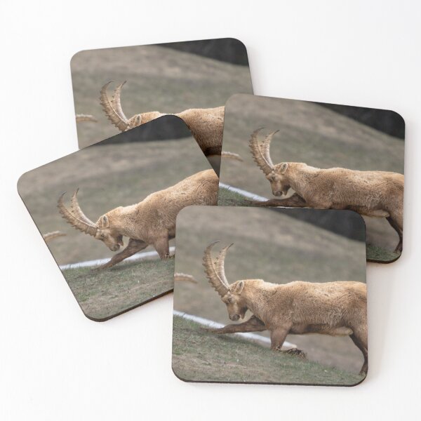 Item preview, Alpine ibex stretching designed and sold by sandrosprecher.