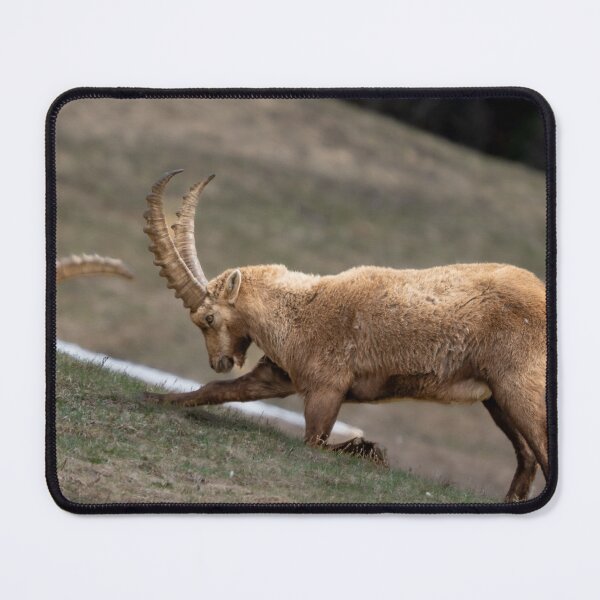 Item preview, Alpine ibex stretching designed and sold by sandrosprecher.