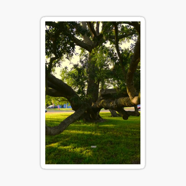 Item preview, Huge Live Oak Tree designed and sold by MercerImages.
