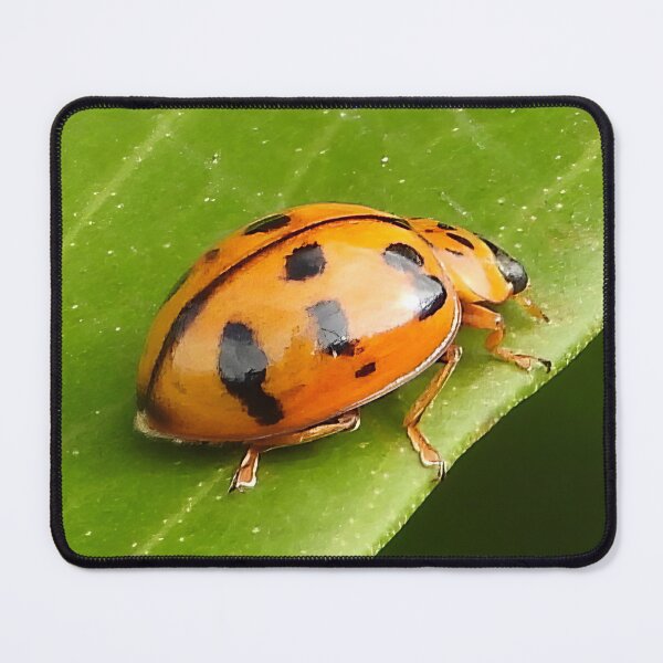 Item preview, Lady Beetle or Lady bug designed and sold by Jenny Dyer.