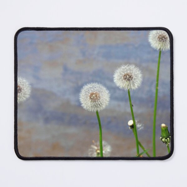 Item preview, White dandelions on blue wall background designed and sold by olena2552.