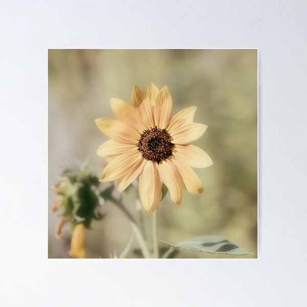 Item preview, Dreamy Sunflower designed and sold by Tanya C  Smith.