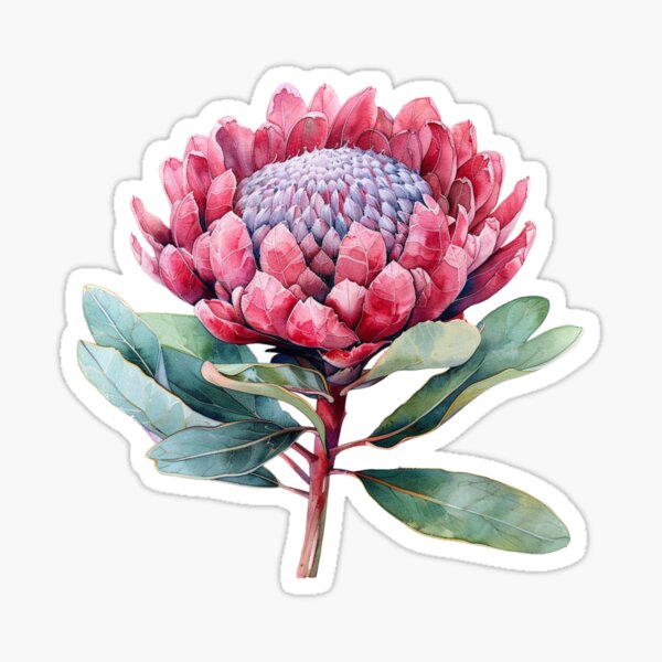 Item preview, Native Australian Flora, Flower, Waratah (Telopea speciosissima) designed and sold by PapuruDesigns.