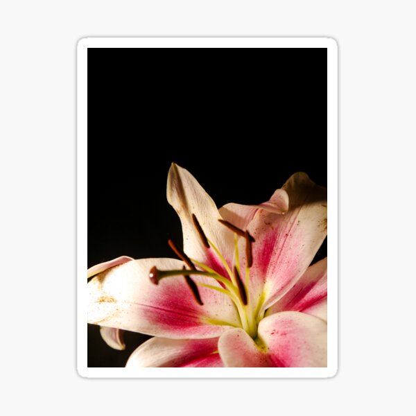Item preview, Soft Contrasting Petals designed and sold by sarahhillphotos.