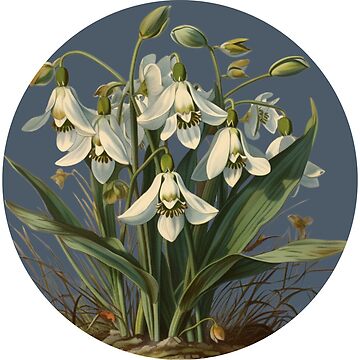 "Snowdrops Flower: January Birth flower - Watercolour Art Nouveau