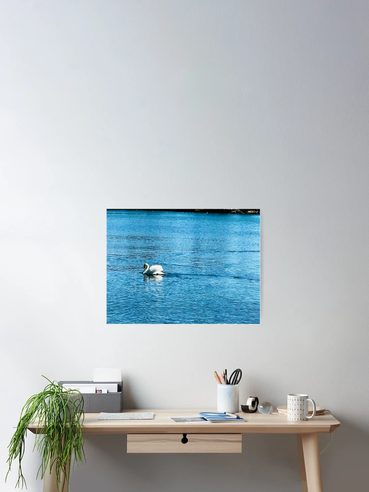 Thumbnail 2 of 3, Poster, Swan reflection designed and sold by Ruth Curtis.