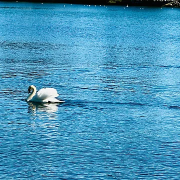 Artwork thumbnail, Swan reflection by Ruth Curtis
