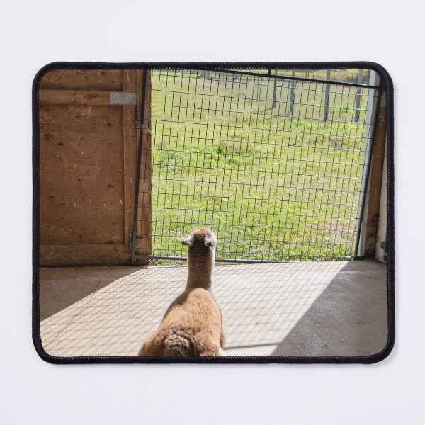 Item preview, Alpacas at Kickin' Back 7 designed and sold by jrtwynam.