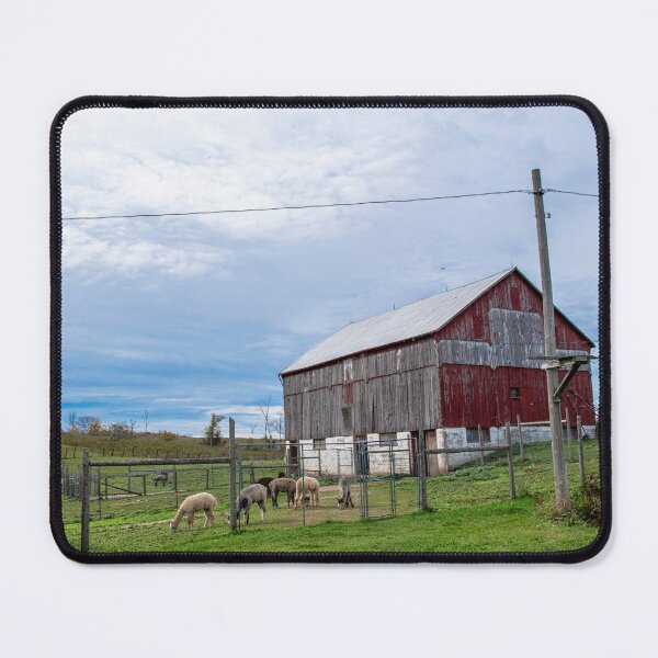 Item preview, Alpacas at Kickin' Back 8 designed and sold by jrtwynam.