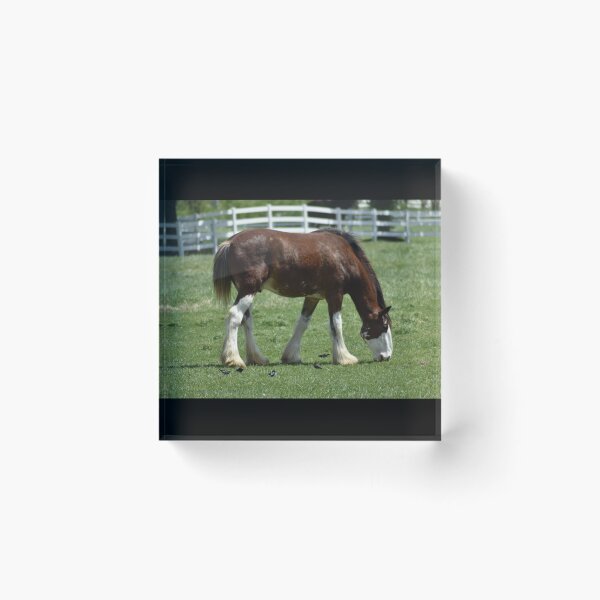 Item preview, Clydesdale Horse designed and sold by MarieDarcy97.