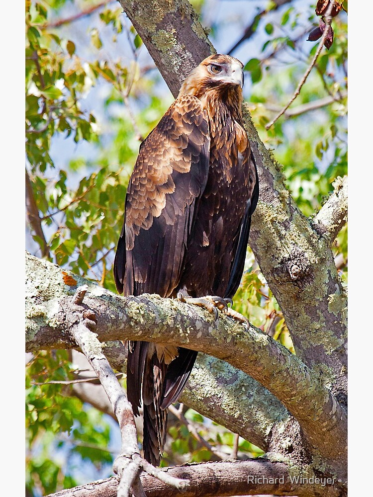 Wedge Tail Eagle in a Kurrajong Tree - Hill End, NSW by RICHARDW