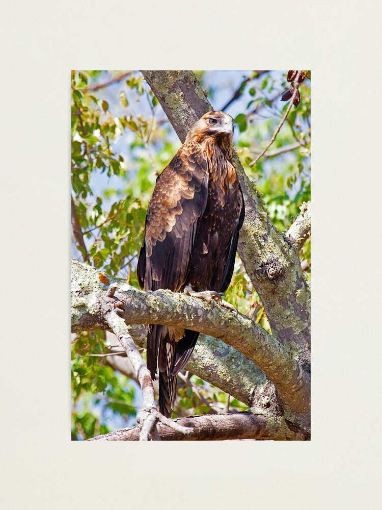 Alternate view of Wedge Tail Eagle in a Kurrajong Tree - Hill End, NSW Photographic Print