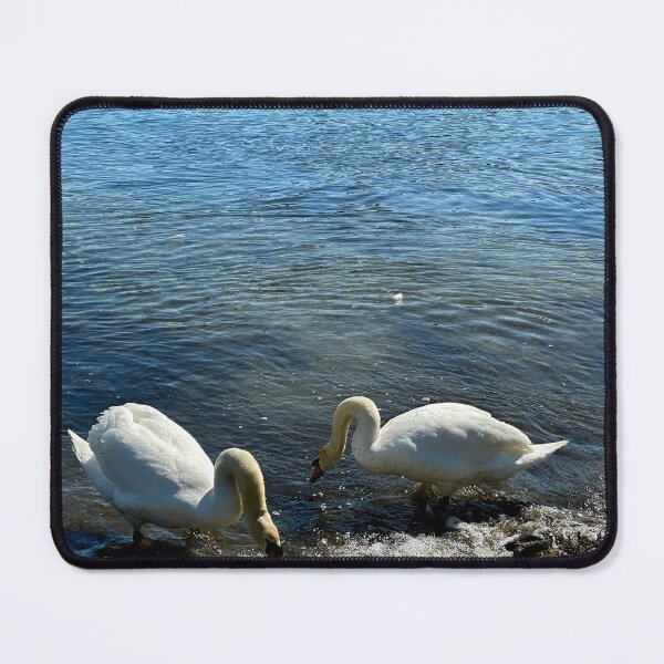 Item preview, Two Swans searching for food designed and sold by Ruth Curtis.