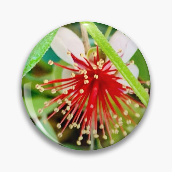 Item preview, Feijoa flower designed and sold by baksuart.