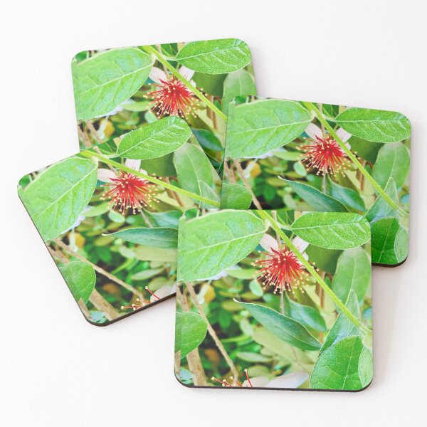 Item preview, Feijoa flower designed and sold by baksuart.