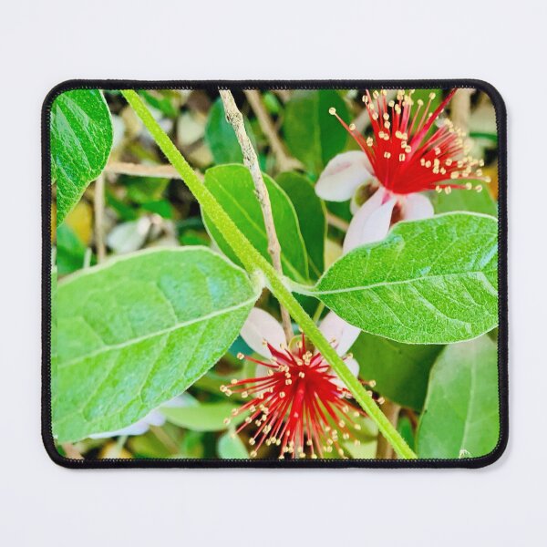 Item preview, Feijoa flower designed and sold by baksuart.