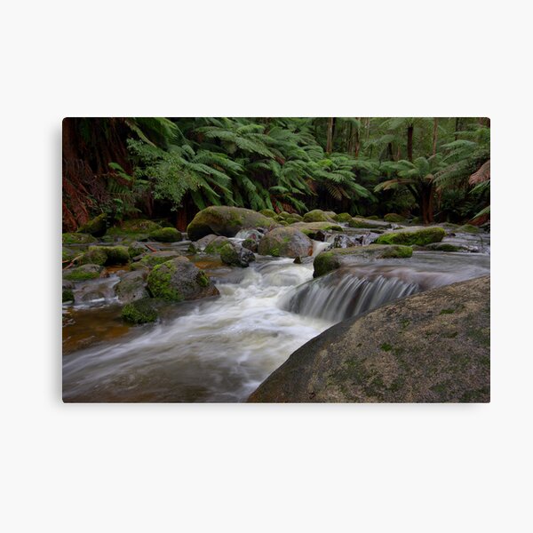 Dance of the Silken White - Toorongo River Canvas Print