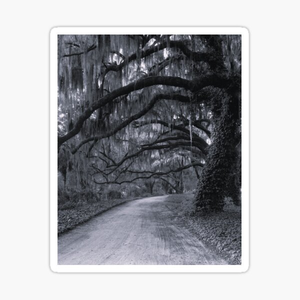 Item preview, Silver garlands, Spanish Moss on Oak Trees, Savannah, Georgia black and white photographic art print designed and sold by Jéanpaul  Ferro.