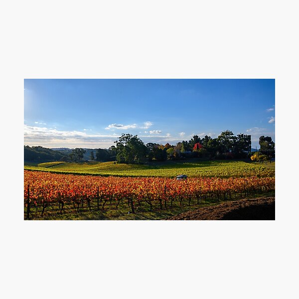 Item preview, A Vine Life 3 (image 3 of triptych) designed and sold by Ray's Photos & Art.