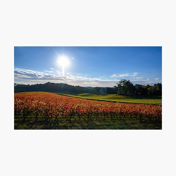 Item preview, A Vine Life 2 (image 2 of triptych) designed and sold by Ray's Photos & Art.