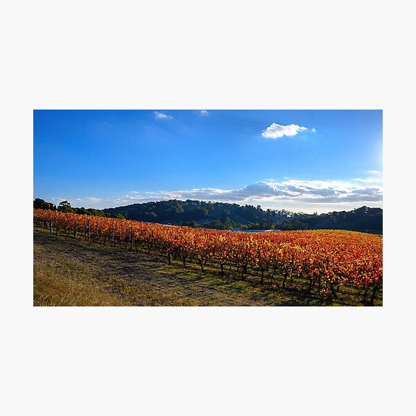 Item preview, A Vine Life 1 (image 1 of triptych) designed and sold by Ray's Photos & Art.