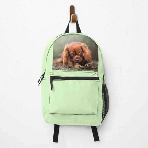 Item preview, Cavalier King Charles Spaniel puppy, sweet eyes, looks beautiful - Photography  designed and sold by MrGreenDragon.