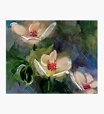 Night Blooming Dogwood Photographic Print
