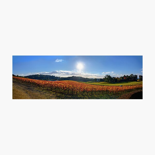 Item preview, A Vine Life (complete panorama) designed and sold by Ray's Photos & Art.