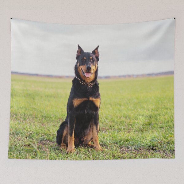 Item preview, Beauceron Photo designed and sold by TheAnimalZ00.