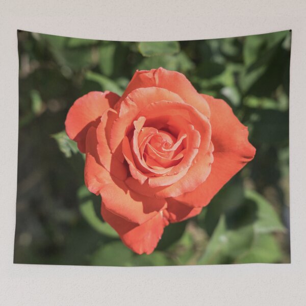 Item preview, The Sweetest Tangerine Orange Color - Singular Rose in Bloom designed and sold by Georgia Mizuleva.