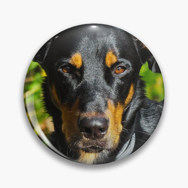 Item preview, Beauceron Photo designed and sold by TheAnimalZ00.