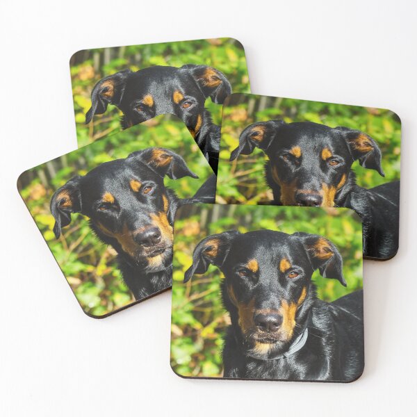 Item preview, Beauceron Photo designed and sold by TheAnimalZ00.