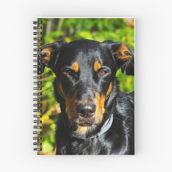 Item preview, Beauceron Photo designed and sold by TheAnimalZ00.