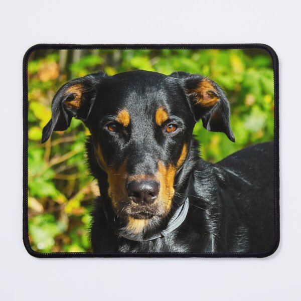 Item preview, Beauceron Photo designed and sold by TheAnimalZ00.