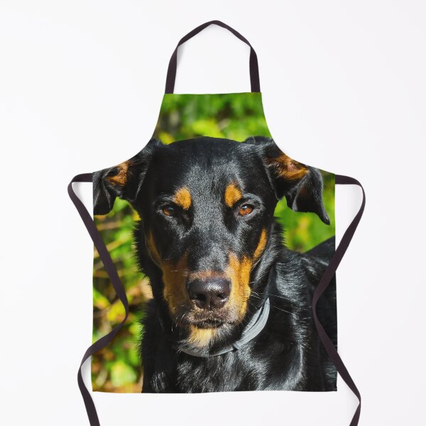 Item preview, Beauceron Photo designed and sold by TheAnimalZ00.