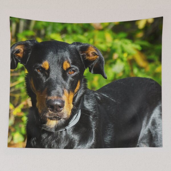 Item preview, Beauceron Photo designed and sold by TheAnimalZ00.